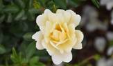 Sungirl rose photo