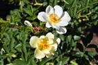 Sungirl rose photo