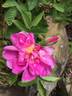 Krymskaya Krasnaya rose photo