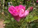 Krymskaya Krasnaya rose photo