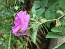 Krymskaya Krasnaya rose photo