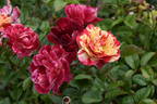 BAR 6252 rose photo
