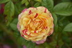 BAR 6252 rose photo