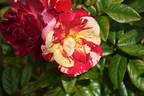 BAR 6252 rose photo