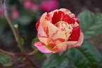 BAR 6252 rose photo