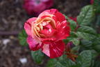 BAR 6252 rose photo
