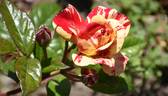 BAR 6252 rose photo