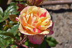 BAR 6252 rose photo