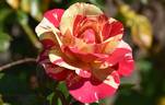 BAR 6252 rose photo