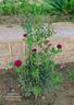 Black Prince rose photo