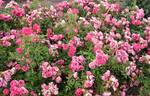 Delizia rose photo