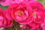 Delizia rose photo