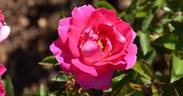 Delizia rose photo