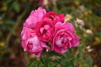 Delizia rose photo