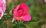 Delizia rose photo