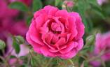 Delizia rose photo