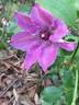 Huvi clematis photo