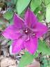 Huvi clematis photo