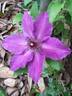 Huvi clematis photo
