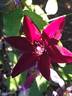 Huvi clematis photo