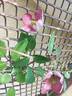 C. montana 'Freda' clematis photo