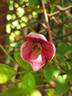 C. montana 'Freda' clematis photo