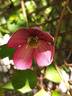 C. montana 'Freda' clematis photo