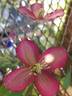 C. montana 'Freda' clematis photo