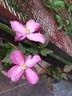 C. montana 'Freda' clematis photo