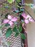 C. montana 'Freda' clematis photo