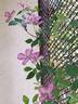 C. montana 'Freda' clematis photo