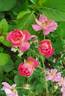 Beauregard rose photo