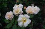 Comtesse André d'Oultremont rose photo