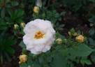 Comtesse André d'Oultremont rose photo