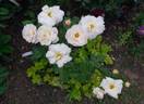 Comtesse André d'Oultremont rose photo