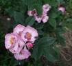 Persian Dawn rose photo