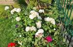 Maria Shriver ™ rose photo