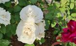 Maria Shriver ™ rose photo