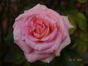 Scent-Sation rose photo