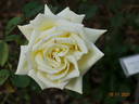 Caroline de Monaco ® rose photo