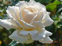 Auckland Metro rose photo