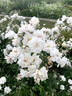 Jeanne d'Arc rose photo