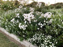 Jeanne d'Arc rose photo