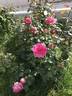 Walzertraum rose photo
