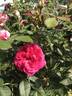 Walzertraum rose photo