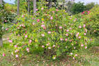 Anna Jung rose photo