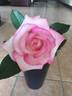 Marlon's Day rose photo