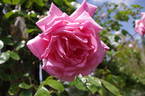 Rosy Mantle rose photo