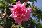 Rosy Mantle rose photo