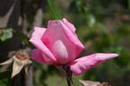 Rosy Mantle rose photo